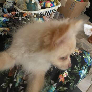 Penny -  Pomeranian Dog for Adoption in Moreno Valley, California - Penny | PetCurious