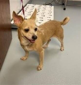 ELECTRA -  Chihuahua Dog for Adoption in St. Cloud, Florida - ELECTRA | PetCurious