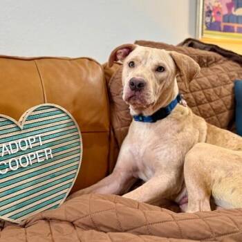 Coop the man -  Labrador Retriever and Pit Bull Terrier Dog Available for Adoption in Friendswood, Texas - Coop The Man | PetCurious