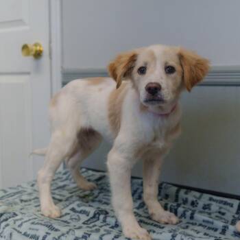 Spaniel Dogs Available for Adoption - Olive | PetCurious