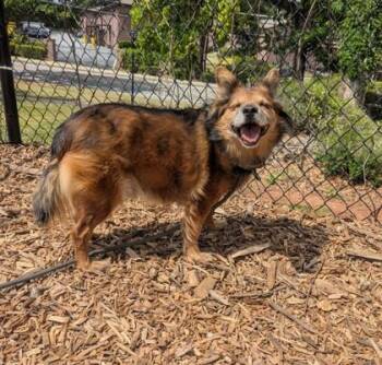 Mixed Breed Dogs Available for Adoption in Chamblee, Georgia - Dexter | PetCurious