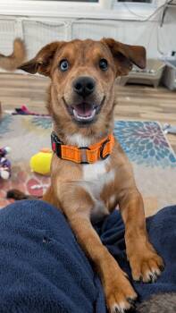 Australian Shepherd and Chihuahua Dogs Available for Adoption in Sturgis, Michigan - Arlo | PetCurious