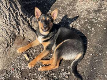 Jolly -  Mixed Breed Dog for Adoption in Elmsford, New York - Jolly | PetCurious