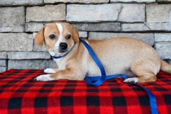 Pete -  Chihuahua and Mixed Breed Dog for Adoption in Yakima, Washington - Pete | PetCurious