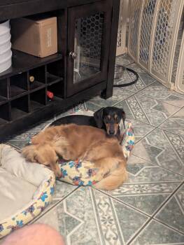 Izzy -  Dachshund Dog for Adoption in Houston, Texas - Izzy | PetCurious