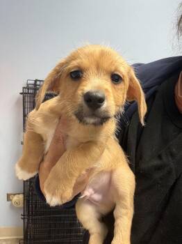 Corgi and Terrier Dogs Available for Adoption in Gilberts, Illinois - Indy | PetCurious