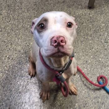 Rescue Pit Bull Terrier and Mixed Breed Dogs for Adoption in Kansas City, Missouri - UGG | PetCurious