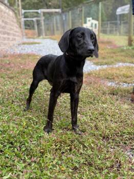 Willow -  Labrador Retriever and Plott Hound Dog for Adoption in Lovingston, Virginia - Willow | PetCurious