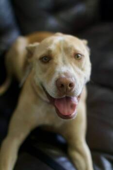 Marley -  Mixed Breed Dog for Adoption in Umatilla, Florida - Marley | PetCurious
