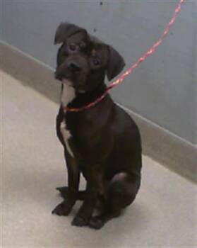 Rescue Pit Bull Terrier Dogs for Adoption in Las Vegas, Nevada - CHOMPER | PetCurious