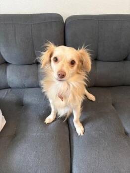 Chihuahua and Mixed Breed Dogs Available for Adoption - Snowball | PetCurious