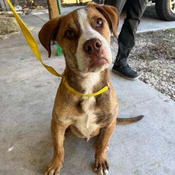 Mixed Breed Dogs Available for Adoption - Chip | PetCurious