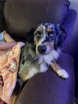 Aurora -  Australian Shepherd Dog for Adoption in Deltona, Florida - Aurora | PetCurious