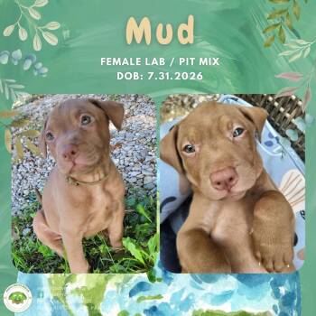 Mud -  Labrador Retriever and Pit Bull Terrier Dog for Adoption in Pottstown, Pennsylvania - Mud | PetCurious