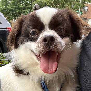 Checkers -  Pekingese Dog for Adoption - Checkers | PetCurious