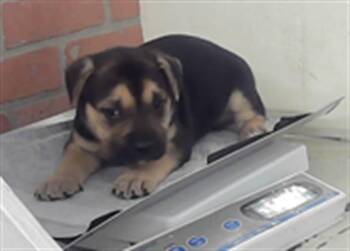 German Shepherd Dog Dogs Available for Adoption in Houston, Texas - A2072378 | PetCurious