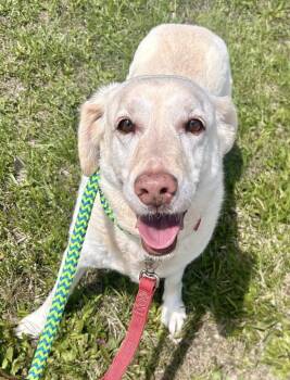 Labrador Retriever and Mixed Breed Dogs Available for Adoption in Warren, Michigan - Daisy | PetCurious