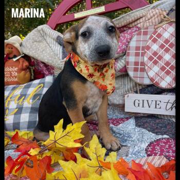 Rescue Australian Cattle Dog Blue Heeler and Dachshund Dogs for Adoption in Sebring, Florida - Marina | PetCurious