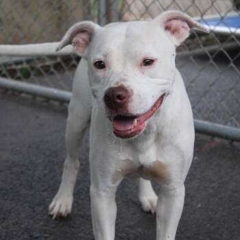 Elowen -  Mixed Breed Dog for Adoption in Rocky Mount, Virginia - Elowen | PetCurious