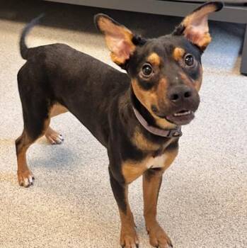Rango -  Mixed Breed Dog for Adoption in Lansing, Michigan - Rango | PetCurious