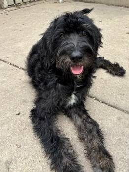 Jock -  Labradoodle Dog for Adoption in Orland Park, Illinois - Jock | PetCurious