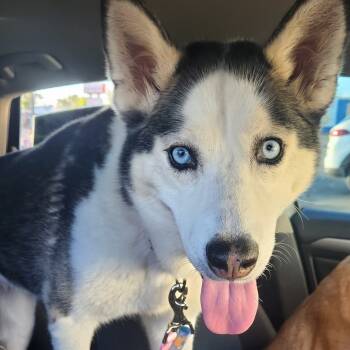 Rescue Husky Dogs for Adoption in Las Vegas, Nevada - Aspen | PetCurious