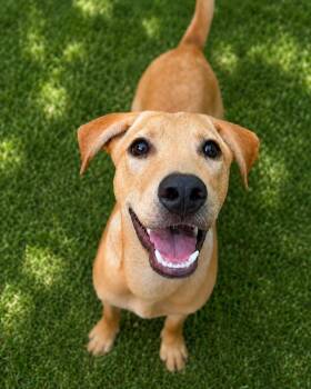 Auburn -  Mixed Breed Dog for Adoption in Lindenhurst, New York - Auburn | PetCurious
