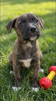Juggler -  American Staffordshire Terrier Dog for Adoption in Evergreen, Colorado - Juggler | PetCurious