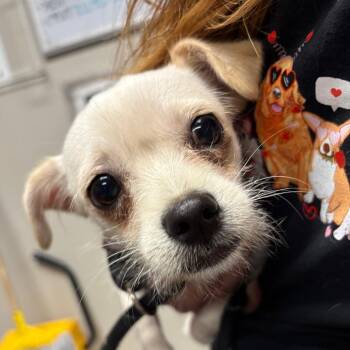 Chihuahua and Mixed Breed Dogs Available for Adoption in Yuma, Arizona - Gorda | PetCurious