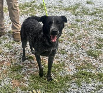 Pepper -  Australian Cattle Dog Blue Heeler Dog for Adoption in Elizabethtown, North Carolina - Pepper | PetCurious