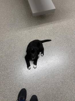 Rio -  Golden Retriever and Great Pyrenees Dog for Adoption in Pequot Lakes, Minnesota - Rio | PetCurious
