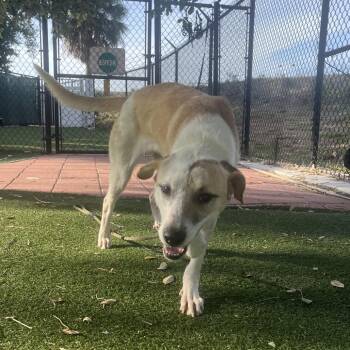 Mixed Breed Dogs Available for Adoption - Allie | PetCurious