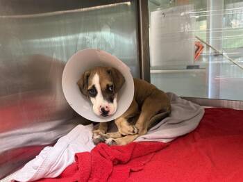 SRIRACHA -  Pit Bull Terrier and Mixed Breed Dog for Adoption in Grand Prairie, Texas - SRIRACHA | PetCurious