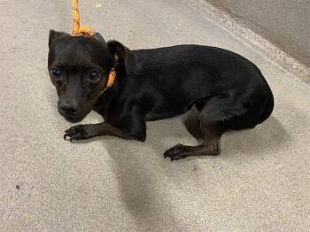 Chihuahua and Mixed Breed Dogs Available for Adoption in Modesto, California - JACK | PetCurious