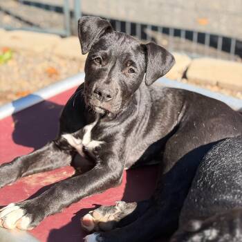 Charmander (Charm) -  Pit Bull Terrier and Rottweiler Dog for Adoption in Portland, Oregon - Charmander (Charm) | PetCurious