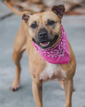 Labrador Retriever Dogs Available for Adoption in Doral, Florida - KRISTINA | PetCurious