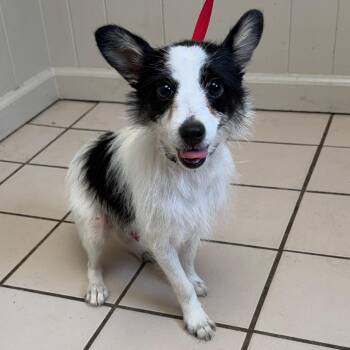Chihuahua and Rat Terrier Dogs Available for Adoption - TUSC-Stray-83570 | PetCurious