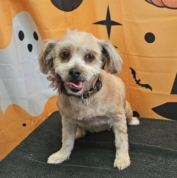 Sarah / 61799126 -  Terrier Dog for Adoption in Elko, Nevada - Sarah / 61799126 | PetCurious