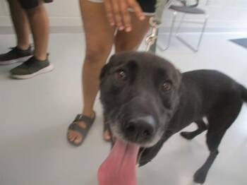 A390463 -  Labrador Retriever Dog for Adoption in Ocala, Florida - A390463 | PetCurious