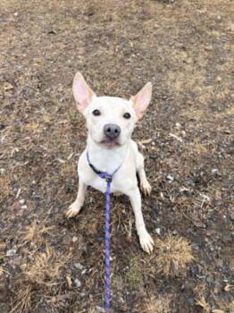 Terrier and Mixed Breed Dogs Available for Adoption - ERIC | PetCurious