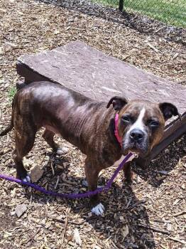 ARLO -  Boxer and Mixed Breed Dog for Adoption in Leesburg, Virginia - ARLO | PetCurious