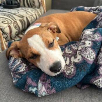 Bree -  Mixed Breed Dog for Adoption in South Elgin, Illinois - Bree | PetCurious