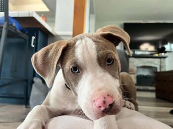 Lorenzo -  Mixed Breed Dog Available for Adoption - Lorenzo | PetCurious