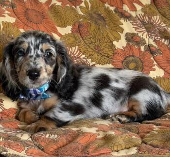 Jamie -  Dachshund Dog for Adoption in Blessing, Texas - Jamie | PetCurious