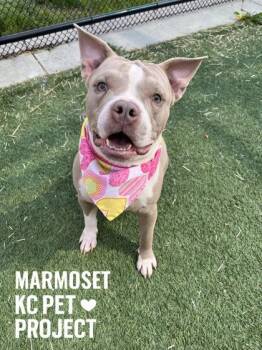 Marmoset -  Pit Bull Terrier and Mixed Breed Dog for Adoption in Kansas City, Missouri - Marmoset | PetCurious