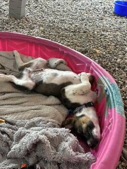 Marlon (M) -  Shepherd Dog for Adoption in Sun Prairie, Wisconsin - Marlon (M) | PetCurious