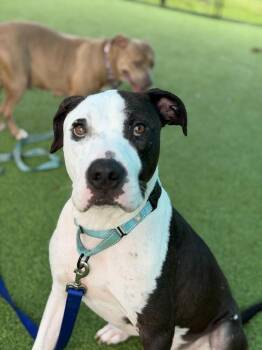 Legend -  American Bulldog Dog for Adoption in Lakeland, Florida - Legend | PetCurious
