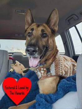 Doc Holiday -  German Shepherd Dog Dog for Adoption in San Leon, Texas - Doc Holiday | PetCurious