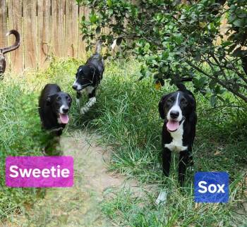 Sweetie -  Labrador Retriever Dog for Adoption in Silsbee, Texas - Sweetie | PetCurious