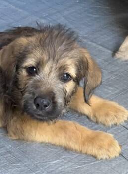 Shakespeare -  Labradoodle Dog for Adoption in Mobile, Alabama - Shakespeare | PetCurious